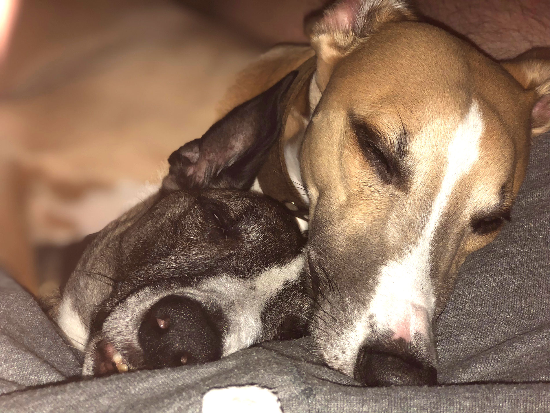 The head chef's whippets